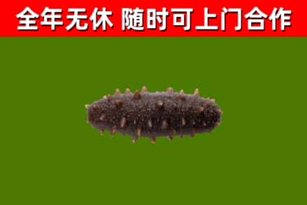 锡林浩特回收海参干